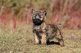CAIRN TERRIER 350